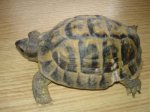 DSC04117.jpg
