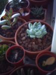 Copia de APRETADAS EN LA VENTANA.jpg