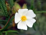 flores1.jpg