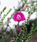 flor.jpg