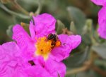 abeja.jpg
