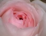 rosa andre1.jpg