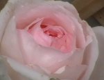 rosa andre2.jpg
