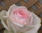 rosa andre3.jpg