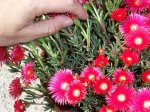 100_1125.jpg
