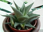 haw_limifolia.jpg