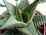 haw_limifolia2.jpg