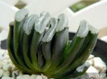 haw_truncata.jpg