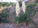 5 Inflorescencias de Yucca.JPG