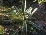 7 Agave americana variegata .JPG