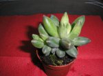 26 Pachyphytum compactum.JPG