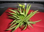 27 Peperomia Ferreyrae.JPG