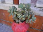 34 Cotyledon orbiculata.JPG