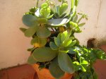 35 Cotyledon macrantha-600.jpg