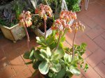 35 Cotyledon macrantha en flor.JPG