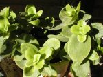 40 Crássula multicava.jpg