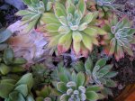 45 Echeveria Setosa.jpg