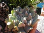 47 Echeveria Runyonii 800.jpg