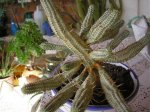 53 Euphorbia mammilaris variegata.jpg