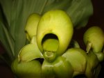 DSC01249.jpg