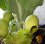 DSC01335.jpg
