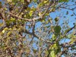arbol desc chica.jpg