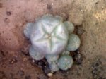 Peyote.jpg