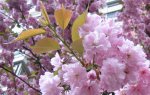 IMG_1990 detalle.JPG