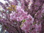 IMG_1990.JPG