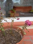 flore 003.jpg