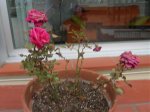 flore 004.jpg