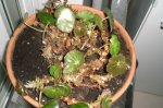 begonia_cruz_de_hierro.jpg