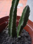DSC04450.jpg