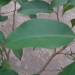 ficussimil hoja 001.jpg