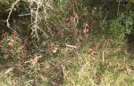 DSC02950.jpg