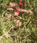 DSC02951.jpg