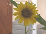 girasol.jpg