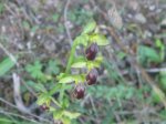 IMG_1153.jpg