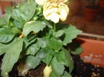 DSC02527.jpg