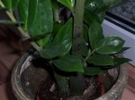 100_1234.jpg