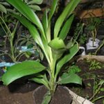 dracena 003.jpg
