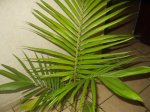 palmera.jpg