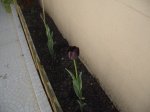 tulipan negro 2.JPG