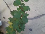 Cópia de 042007_1018.jpg