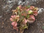 planta1.jpg