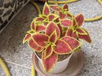 planta3.jpg
