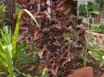 planta4.jpg