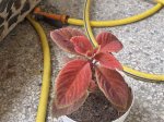 planta5.jpg