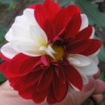 daliablanca yroja 002.jpg