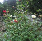 daliablanca yroja planta 001.jpg